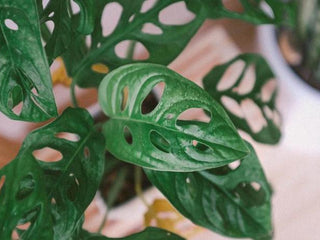 Monstera