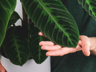 Calathea and Ctenanthe Collection