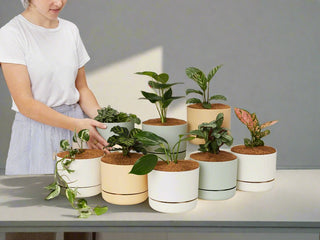 8 Pots + 8 Plants