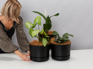 3 Pots + 3 Plants Set