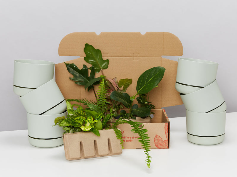 Indoor Plant & Pot Bundles