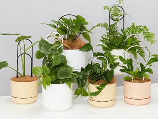 Plant Support Stakes, Plant Stands & Trainers