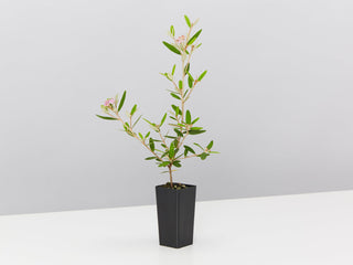 Single Outdoor Plant Varieties