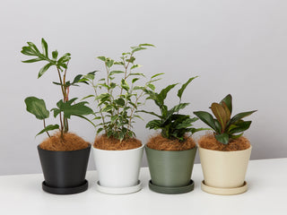 Pots and Plants