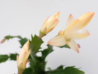 Zygocactus