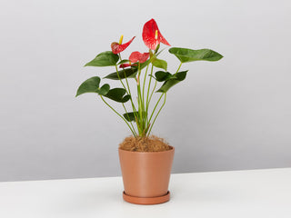 1 Indoor Plant & Pot