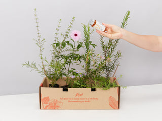 Outdoor Plants