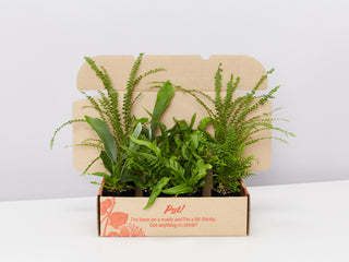 Ferns