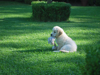 Pet Friendly Garden Plants
