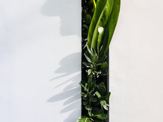 Plants for Narrow Gardens