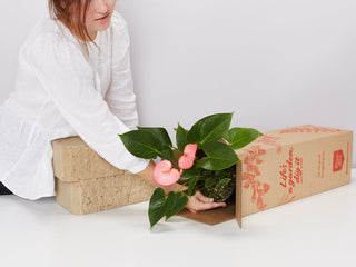 Indoor Plants For Housewarming Gifts