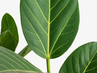 Ficus