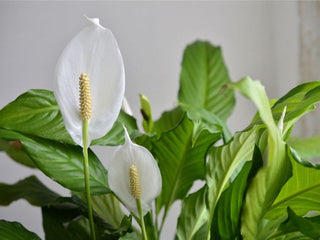 Sympathy Plant Gifts