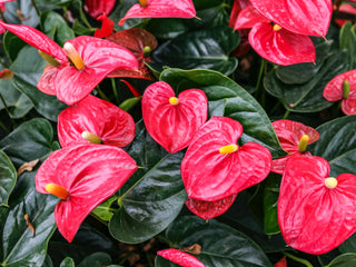 Anthurium