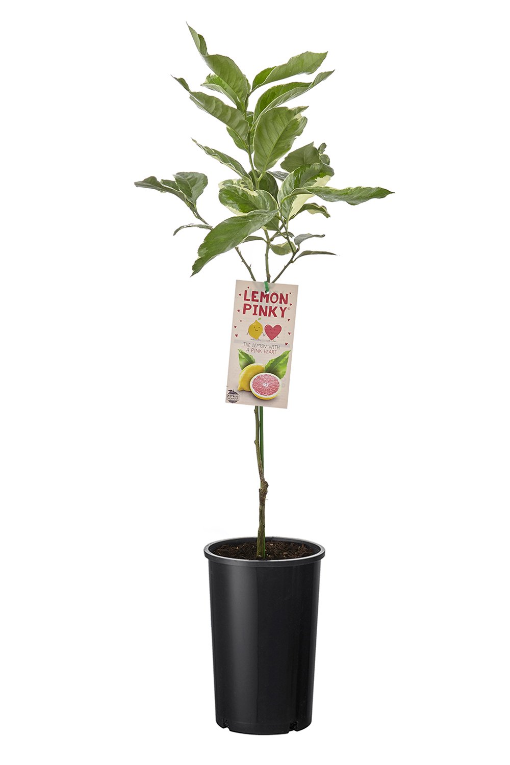 Fruit Tree Plants For Sale Online Australia - Free Shipping – Plants in ...