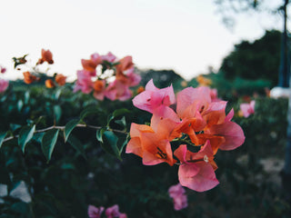 Bougainvillea