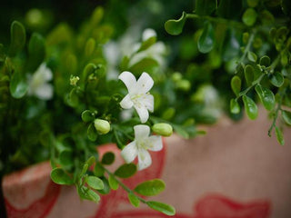 Murraya