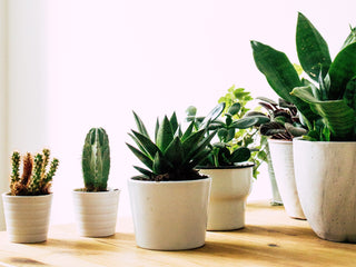 Succulents