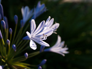 Agapanthus