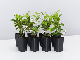 Plants For Full Sun