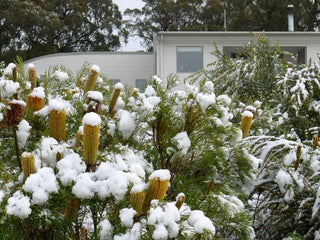 Frost Tolerant Plants