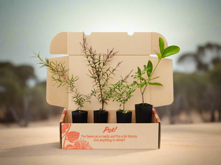 Australian Bush Tucker Plant Box