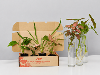 The Box Of Houseplants That Can Grow In Water