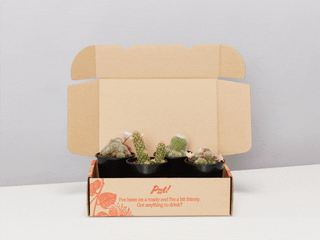 Assorted Box Of Cacti - Large