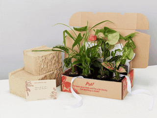 Mixed Plant Pack Gifts