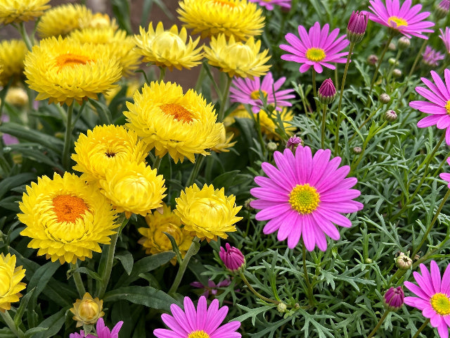 Flowering plants for gardens