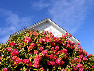 Climbing Plants & Vines