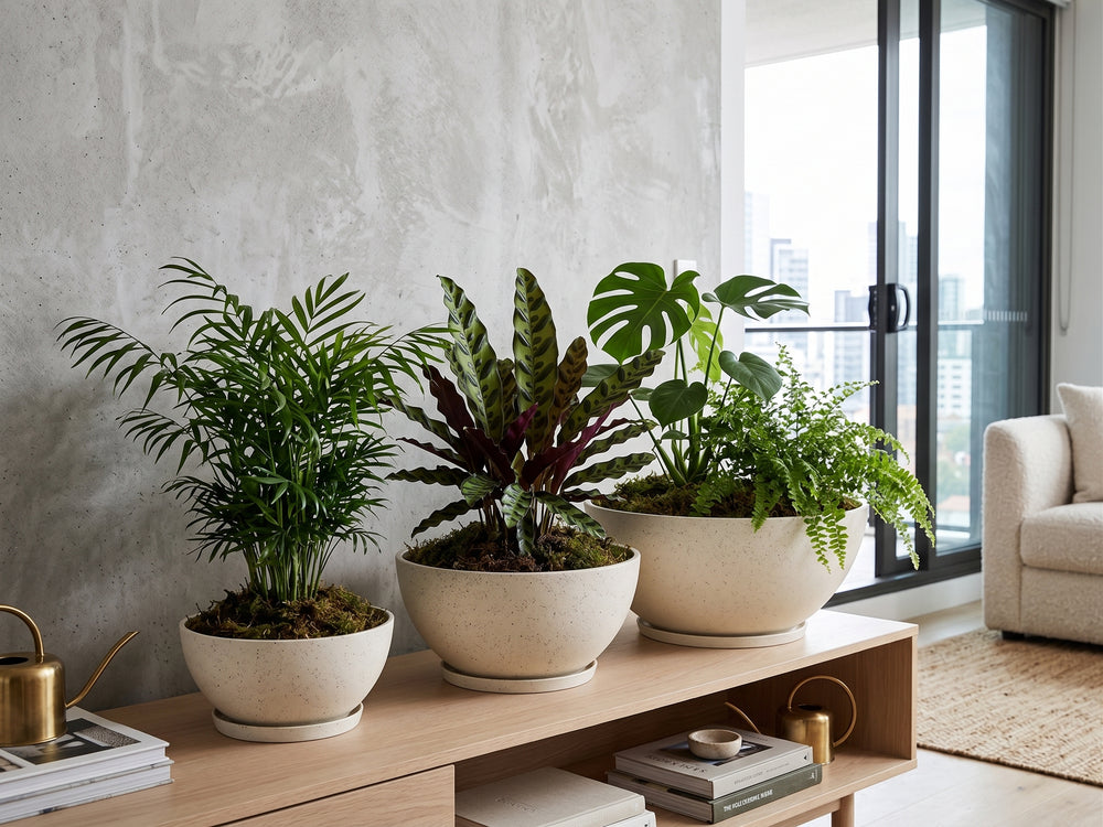 Indoor Sanctuary