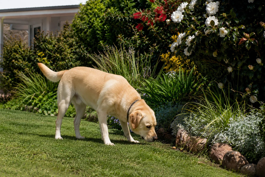 Pet-friendly outdoor plants that are safe for cats and dogs, adding greenery and colour to gardens and outdoor spaces.