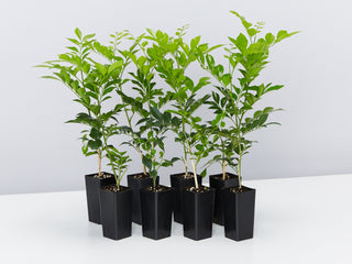 Salt Tolerant Plants For Outdoor