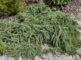 Plants For Part Shade