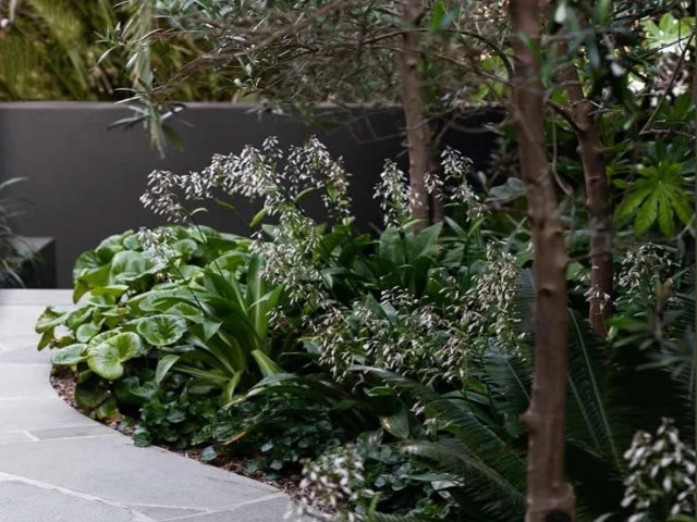 Lush full shade garden filled with shade-loving plants thriving in low-light conditions.