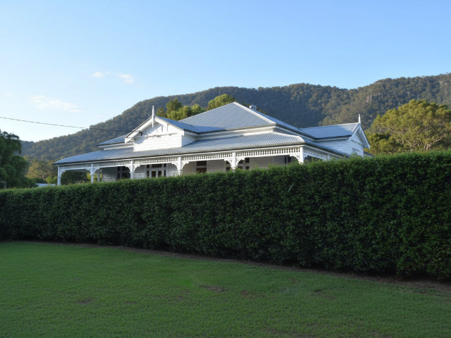 Privacy hedge plants creating a lush green screen for added privacy, screening neighbours and enhancing outdoor gardens and boundaries.