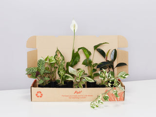 Assorted Box of Houseplants 🍃