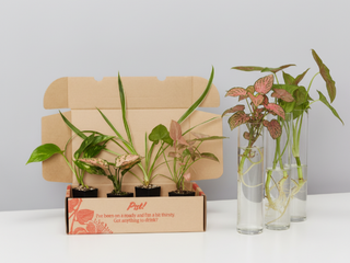 The Box Of Houseplants That Can Grow In Water