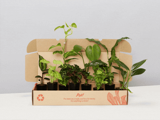 Air Purifier Houseplant Pack - Best Seller