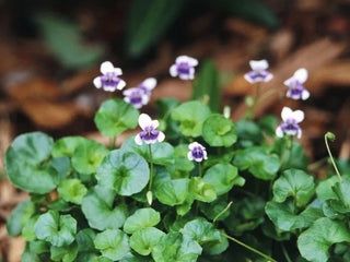 Shady Ground Cover Pack