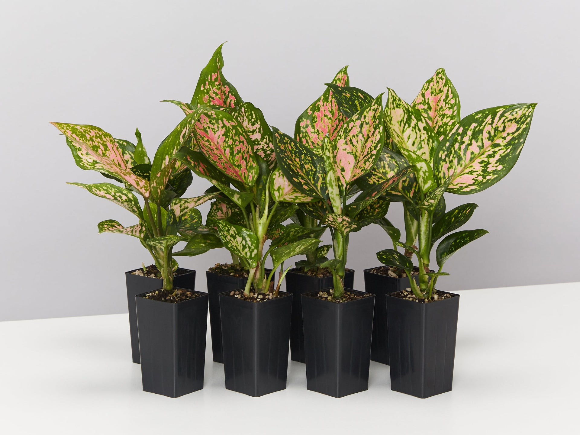 aglaonema buy australia Aglaonema Commutatum 'Wishes' Plants