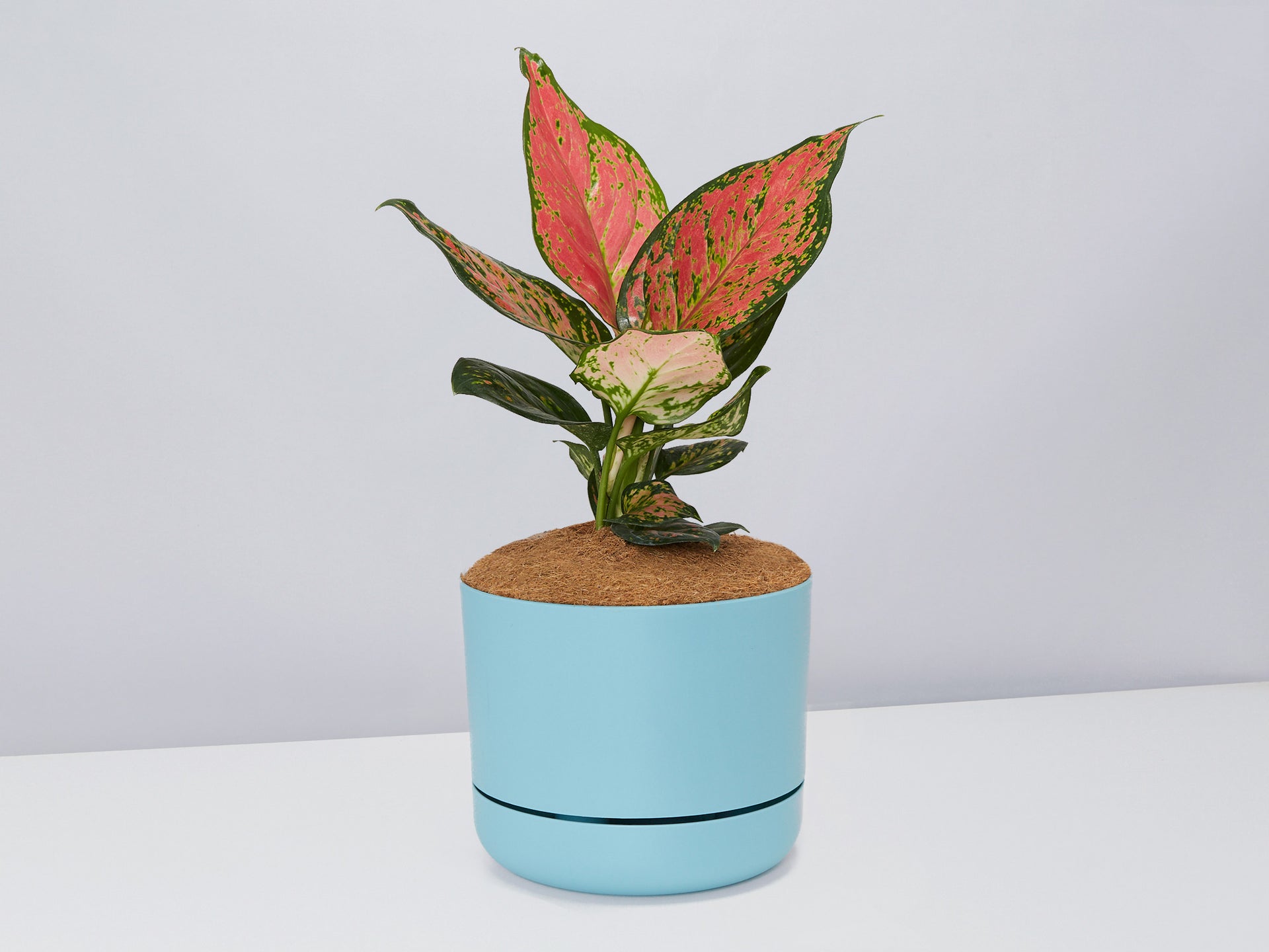 aglaonema 'katrina' Self Watering Pot + Plant + Soil with Aglaonema Pink – Plants in a box