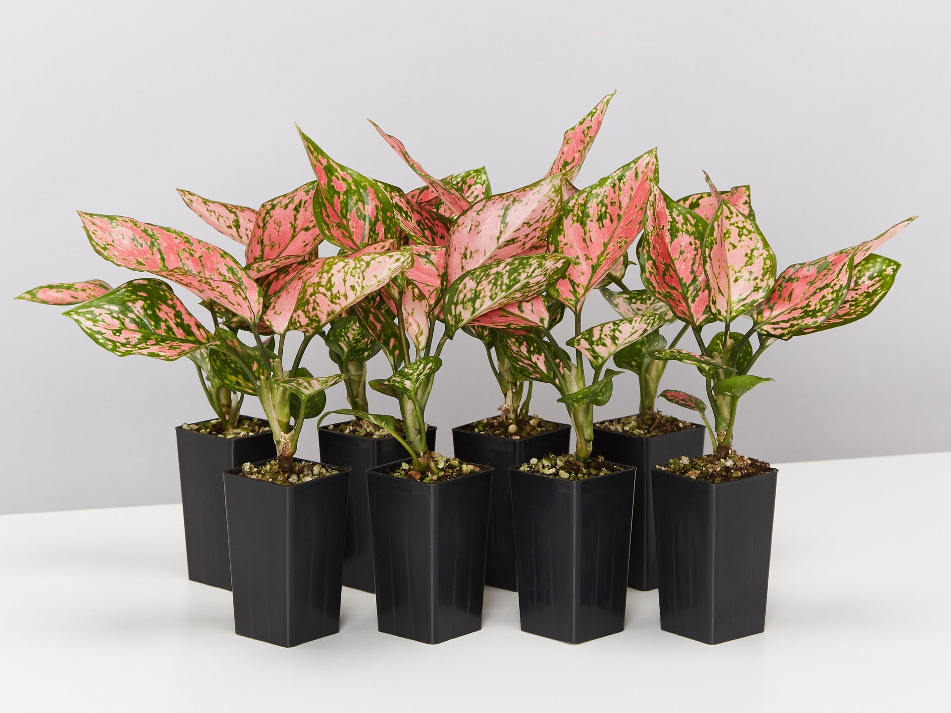 aglaonema lady valentine wikipedia Aglaonema Lady Valentine | Buy Online Aus