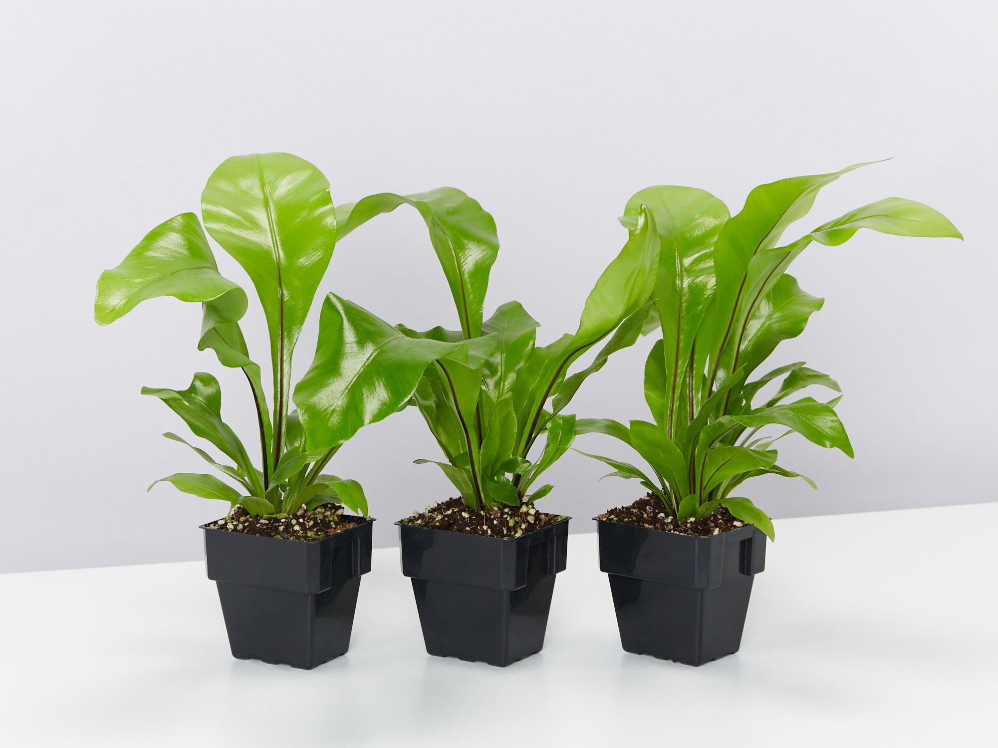 Plant In A Box - Asplenium Nidus 'Vague Croustillante' - Fougère Purificatrice D'Air - Pot 12cm