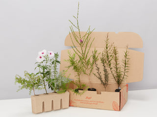 Birds and Bees 🐝  Australian Native Plant Pack