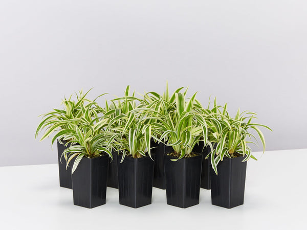 chlorophytum ocean zebra plant Chlorophytum Zebrina | Buy Online Aus