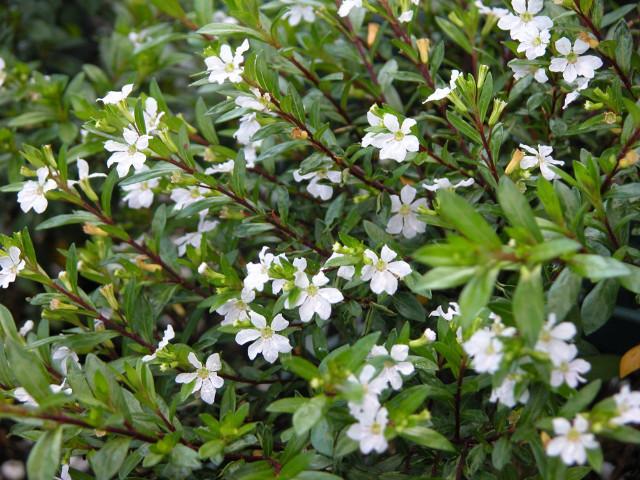 Cuphea White | Buy Online Aus | Plants in a Box – Plants in a box