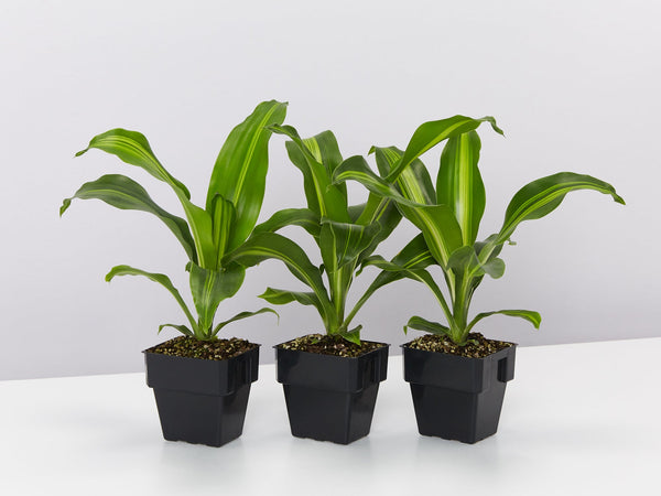 Dracaena Burley - 85mm Pots | Buy Online Aus