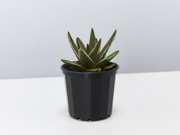haworthia marginata Haworthia Marginata | Buy Online Aus